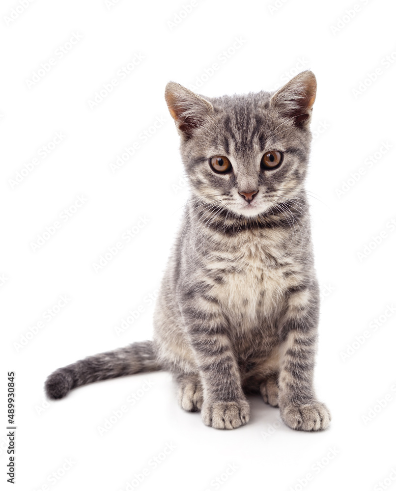 One gray cat. One gray cat.