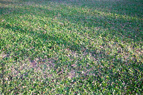 Outdoor lawn area with natural light and shadow.