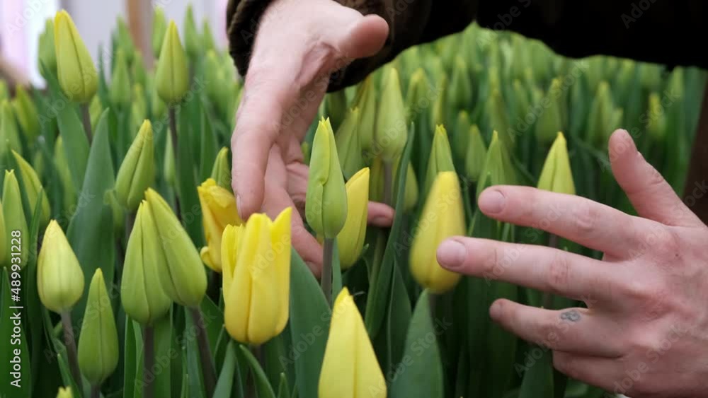 Seedlings of flowering yellow tulips in the greenhouse.Small business.Spring concept.Women's and Mother's Day.Slow motion. Seedlings of flowering yellow tulips in the greenhouse.Small business.Spring concept.Women's and Mother's Day.Slow motion.