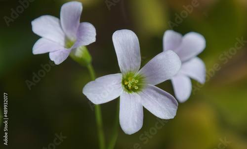 White bell flowers