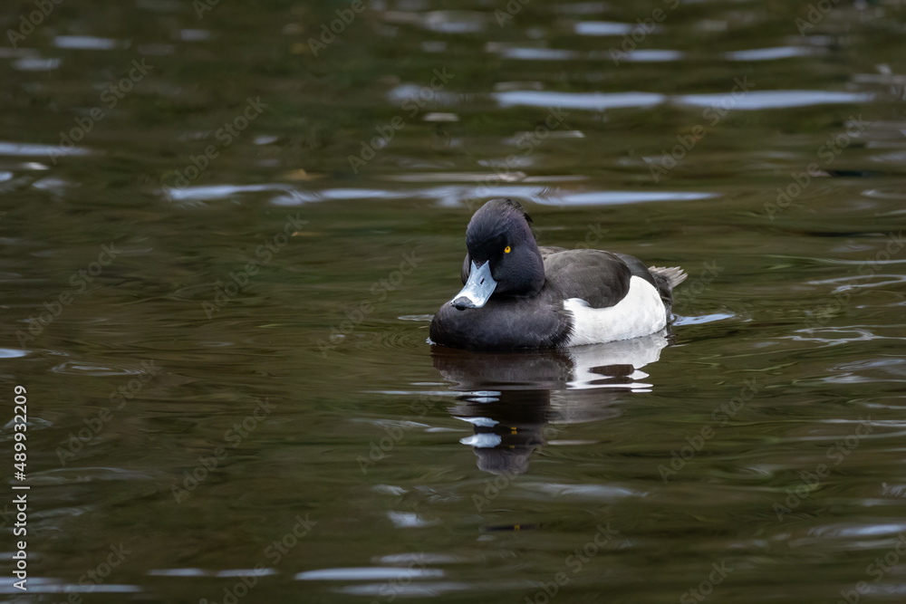 Tufted Duck Swimming in a Lake, County Dublin