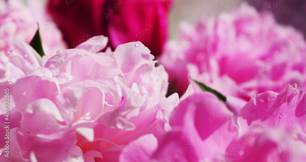 Pink peony greeting card. Women's day background 
