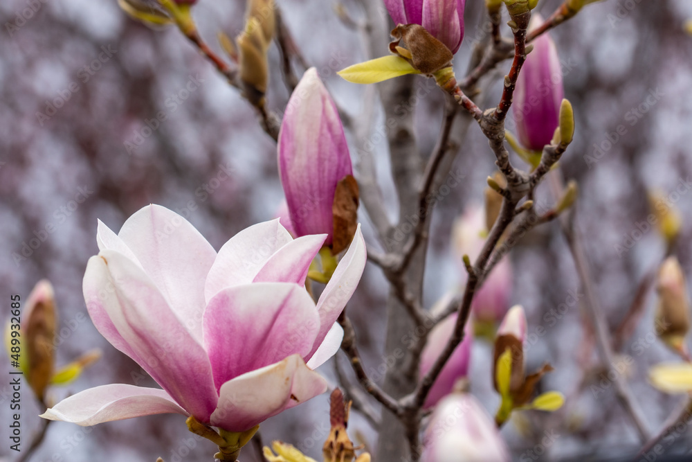 Pink flowers and buds of Chinese magnolia (Magnolia soulangeana) covered in raindrops Pink flowers and buds of Chinese magnolia (Magnolia soulangeana) covered in raindrops