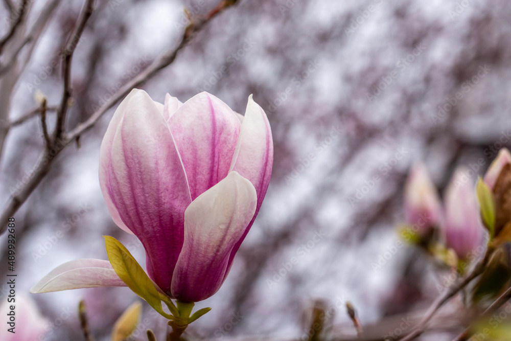 Fototapeta premium Pink flowers and buds of Chinese magnolia (Magnolia soulangeana) covered in raindrops