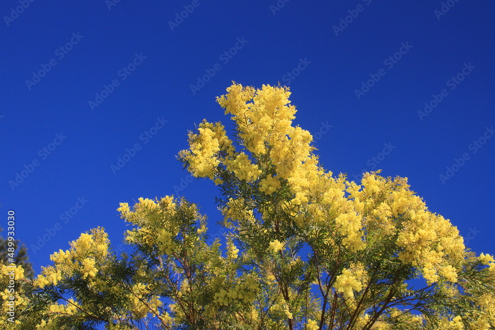 Naklejka premium mimosa