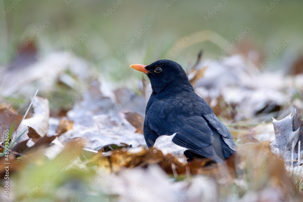Obraz premium ouzel 