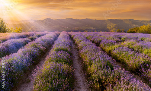 Lavender field landscape on hills of Sale San Giovanni, Langhe, Cuneo, Italy. sunbeams with colorful sunset sky