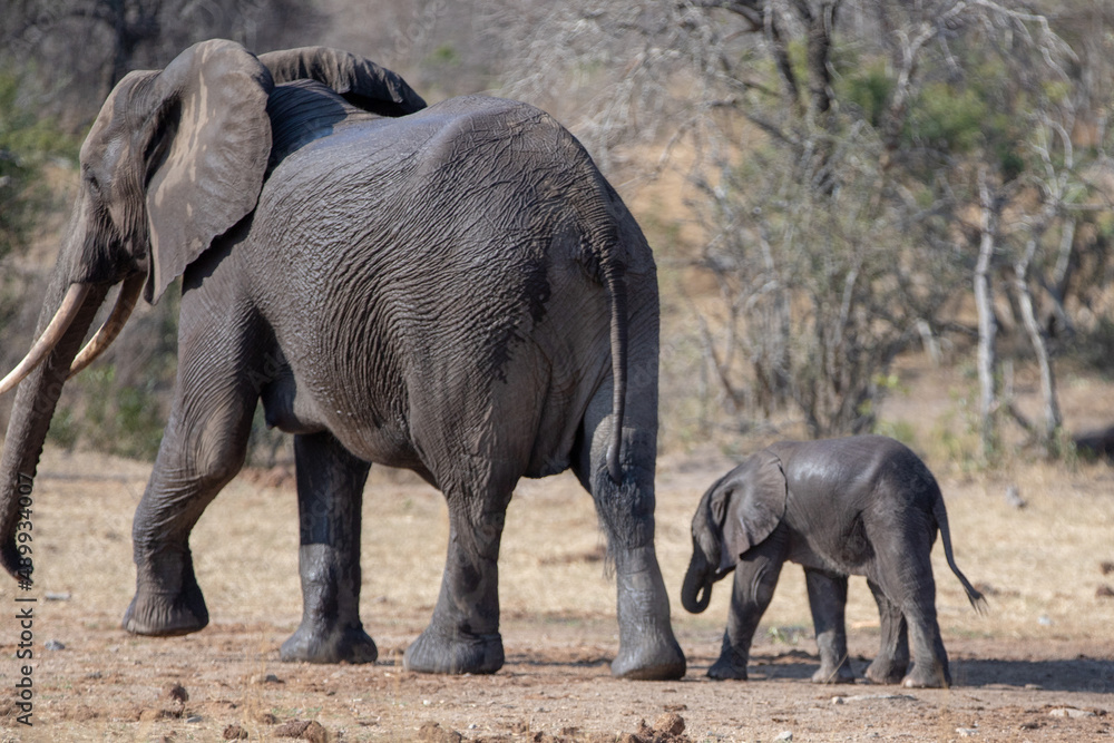 African Elephant mother walking with her baby calf in Kruger National Park in South Africa RSA