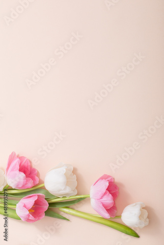 pink and white tulips on paper background