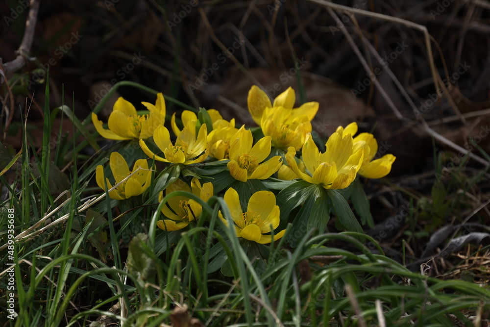 Fototapeta premium First flowers. Eranthis hyemalis is a plant found in Europe
