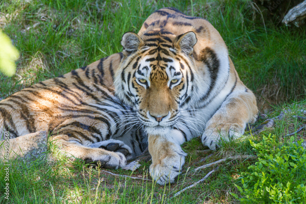 Obraz premium Amur Tiger, Welt größte Katze