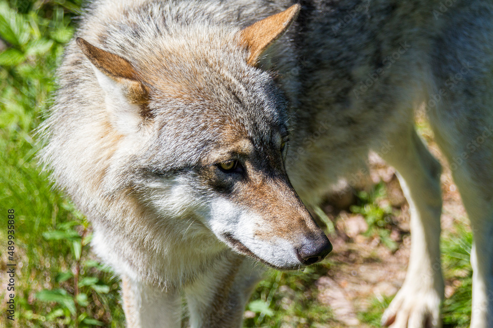 Wolf - Canis lupus