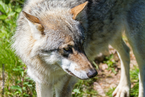 Wolf - Canis lupus © Heiko Koehrer-Wagner