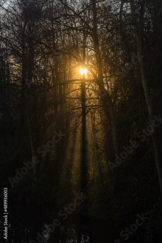 Sunrise through the trees