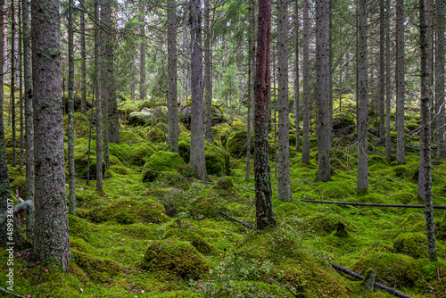 Stark bemooste Waldfl  chen