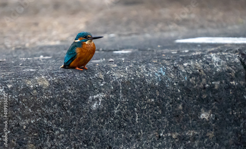 Obraz na plátně Kingfisher on the Canalside