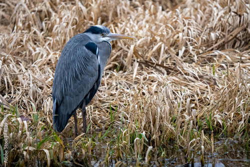 Fototapeta Heron Looking sideways in the Reeds