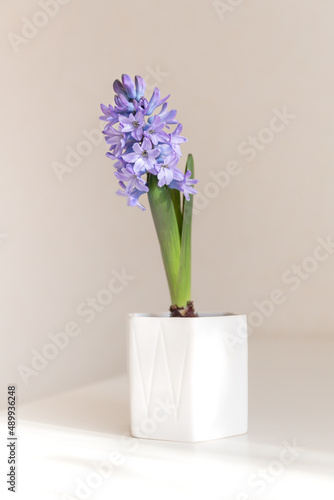 Lilac blooming hyacinth in a white planter in the sunlight. Indoor plants, gardening, primroses concept