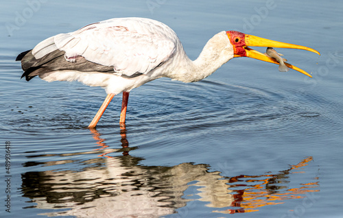 yellow-billed stork in water