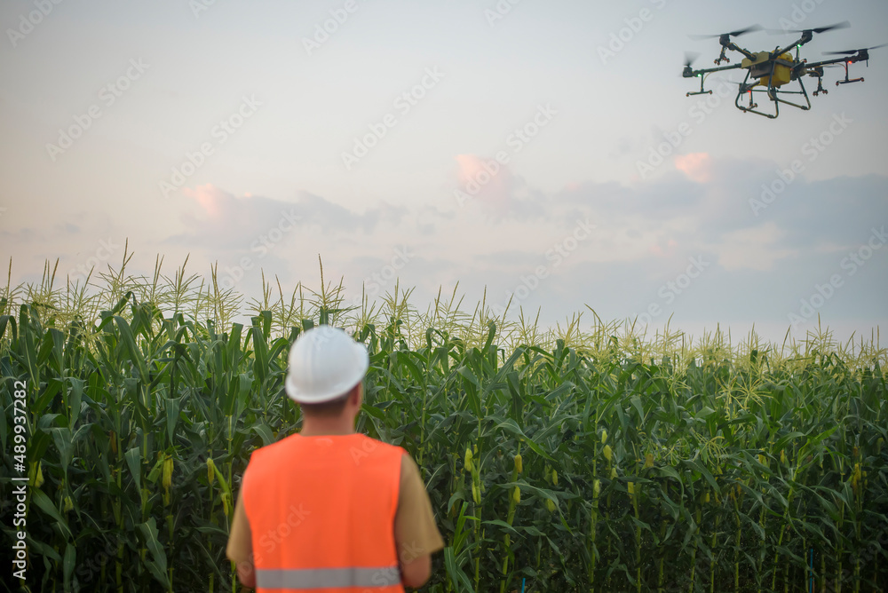 Male engineer controlling drone spraying fertilizer and pesticide over farmland,High technology innovations and smart farming Male engineer controlling drone spraying fertilizer and pesticide over farmland,High technology innovations and smart farming
