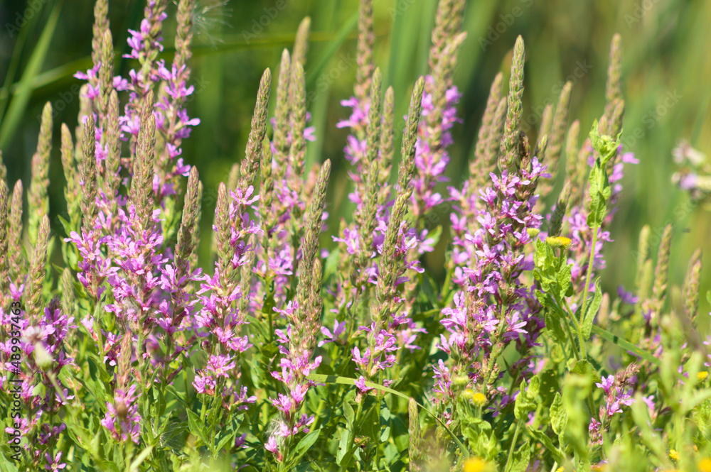 Obraz premium Purple loosestrife in bloom closeup view with selective focus on foreground