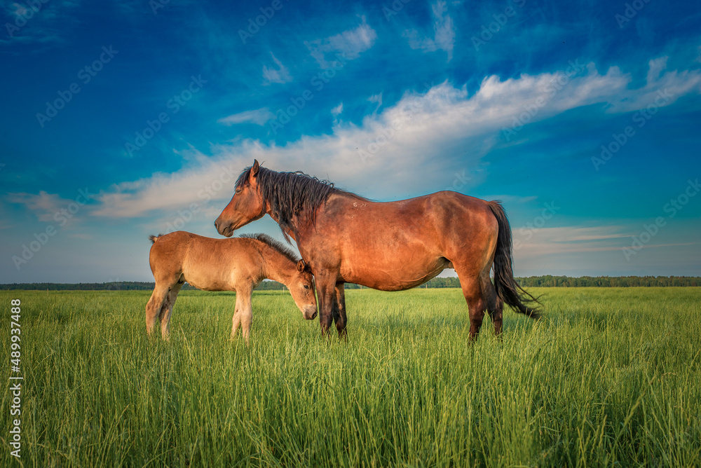 A mare with a foal is grazing in the field in the afternoon.
