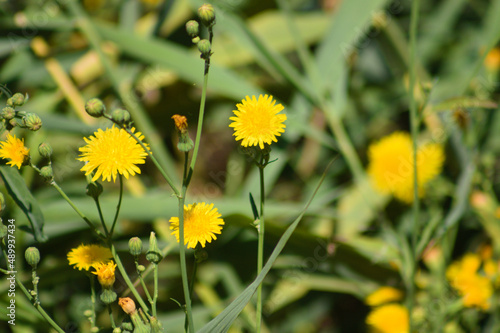 Perennial sowthistle in bloom closeup view with selective focus on foreground