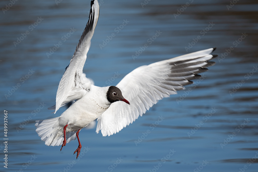 Black headed gull flying over a pond Black headed gull flying over a pond