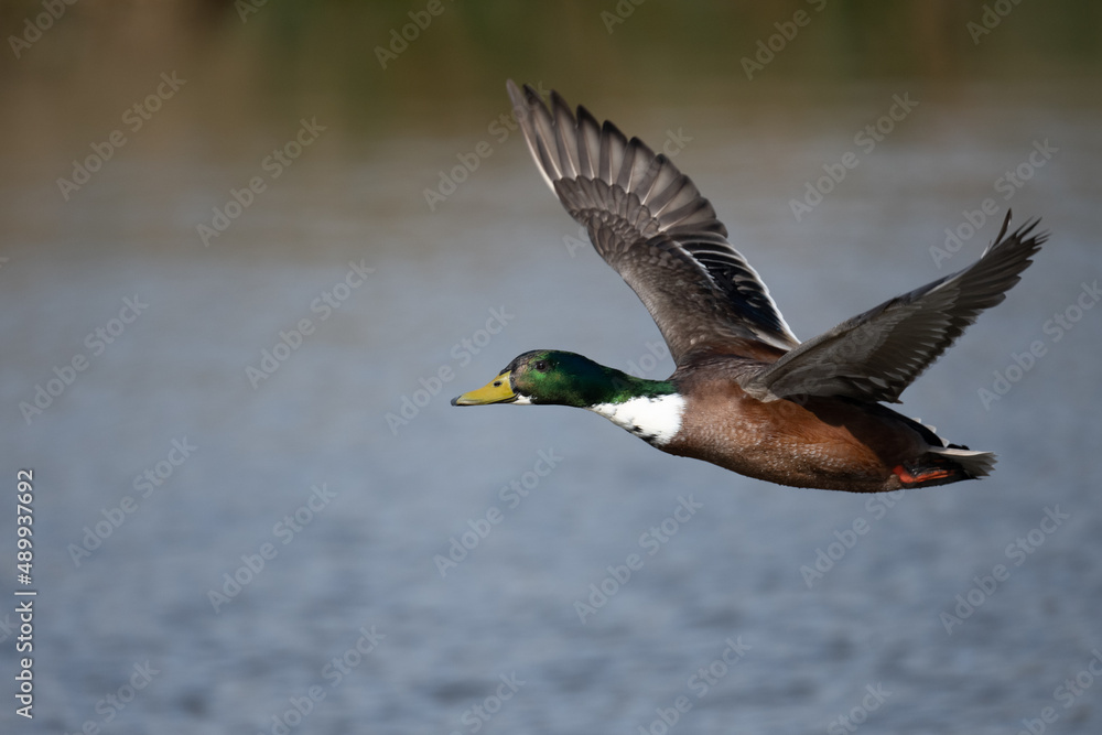 Fototapeta premium Male mallard flying