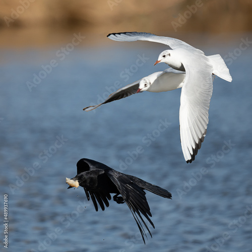 Carrion crow stolen food