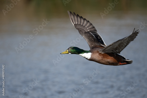 Male mallard flying