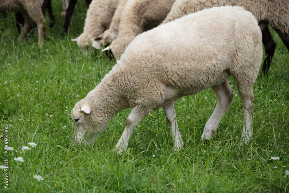 White sheep in the green grass on pasture at summer day. Village subsidiary farm. White sheep in the green grass on pasture at summer day. Village subsidiary farm.