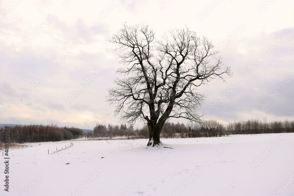 Obraz premium Samotne drzewo