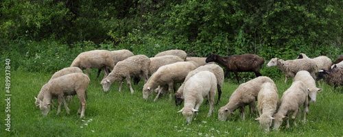 A many sheeps in the green grass at summer day. Countryside subsidiary farm.