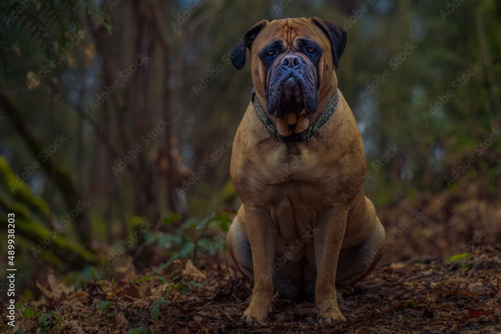 2022-02-27 A LARGE FEMALE BULLMASTIFF SITTING ON A TRAIL IN THE WOODS, WITH A GRAY COLLAR AND NICE EYES AND A BLURRED OUT BACKGROUND 2022-02-27 A LARGE FEMALE BULLMASTIFF SITTING ON A TRAIL IN THE WOODS, WITH A GRAY COLLAR AND NICE EYES AND A BLURRED OUT BACKGROUND