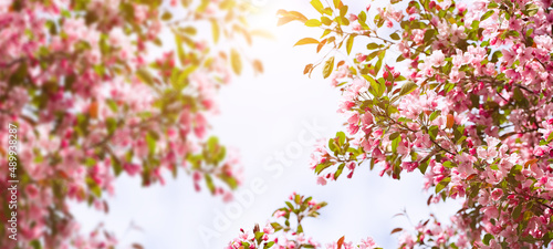 Blossoming fruit tree branch background. Spring background. Copy space. Soft focus