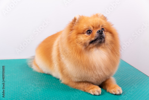 Cute Pomeranian dog smiling while looking up.