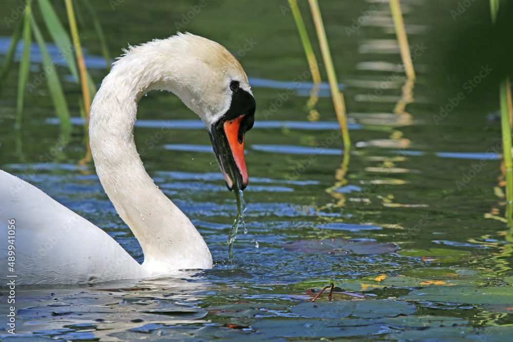 Fototapeta premium Swan feeding in a lake 