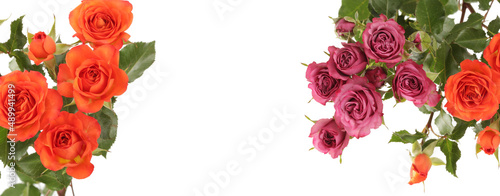 Red roses flower bouquet on white copy space horizontal long background. Isolated.