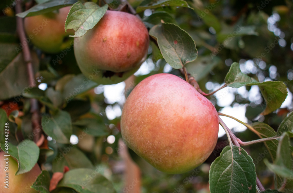 Harvest of red apples in the garden
Harvest of red apples in the garden