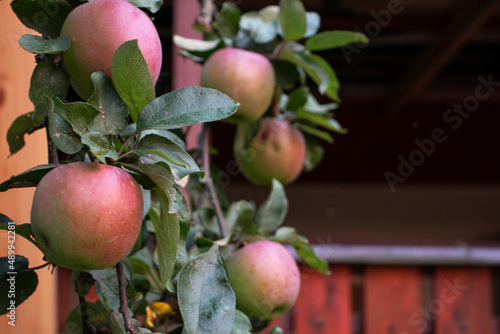 Harvest of red apples in the garden
