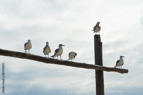 Seagulls sit on a wooden beam. One seagull sits on a dais and looks down at the others.