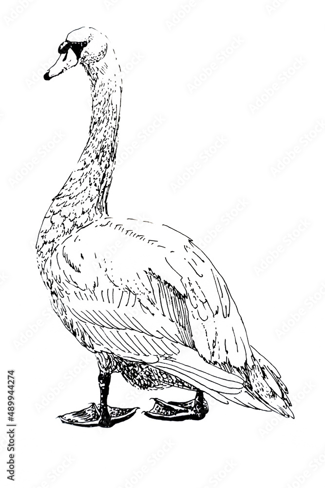 Obraz premium Handdrawn illustration of swan, black ink pen