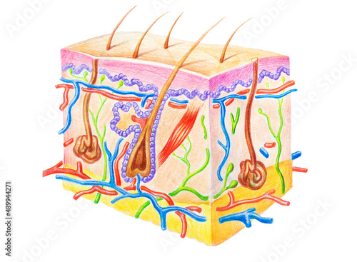 Fotografía Human skin structure showing skin layers, hair and sweat gland