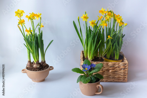 Narcisseae and a primula in pots against a white background