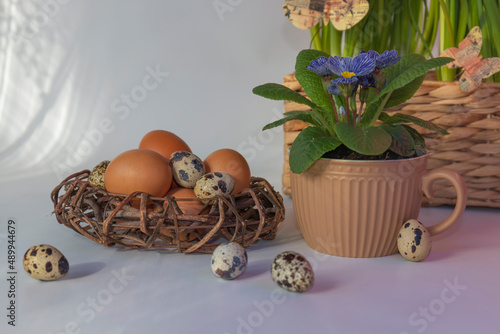 A closeup shot of eggs in a nest and a primula in a pot against a light background photo