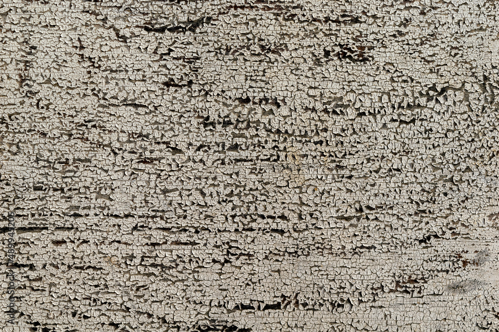 The background is an old white paint on a wooden door. Background The background is an old white paint on a wooden door. Background