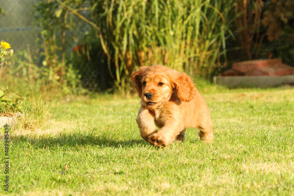 Amazing, newborn and cute red English Cocker Spaniel puppy detail. Small and cute red Cocker Spaniel puppies running in the green grass