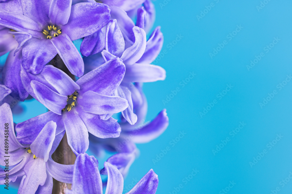 Blue lilac hyacinth flower, macro isolated against a blue background. The branch of hyacinth with flowers, buds Blue lilac hyacinth flower, macro isolated against a blue background. The branch of hyacinth with flowers, buds