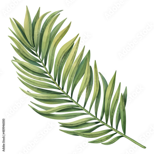 Green tropical palm leaf. Tropical plant. Hand painted watercolor illustration isolated on white. 